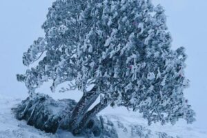 Brahmatal trek distance